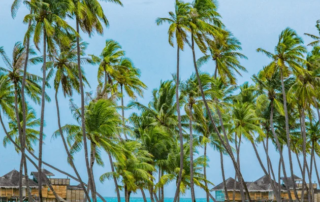 Built with the sensitivity of our surroundings in mind, our villas are constructed out of responsibly sourced local materials like teak, palm wood, bamboo, and palm fronds that were harvested during the island’s rehabilitation process.