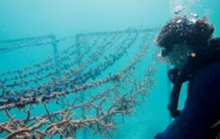 Sustainability is at the heart of Gili Lankanfushi’s vision, with an emphasis on preserving the natural environment, protecting the fragile marine ecosystem and leaving only footprints behind.